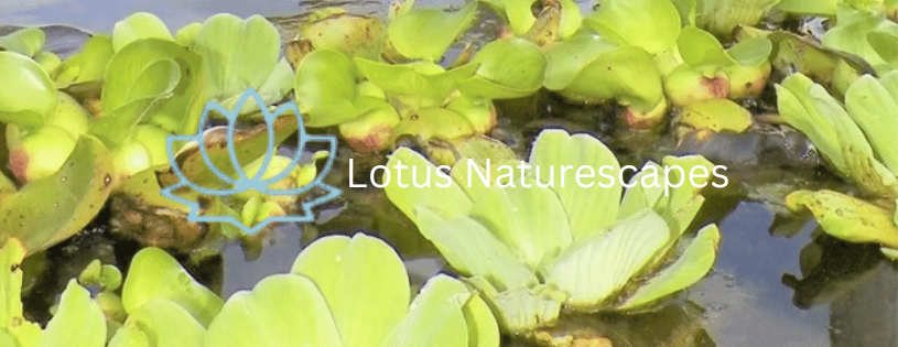 Lotus Naturescapes 